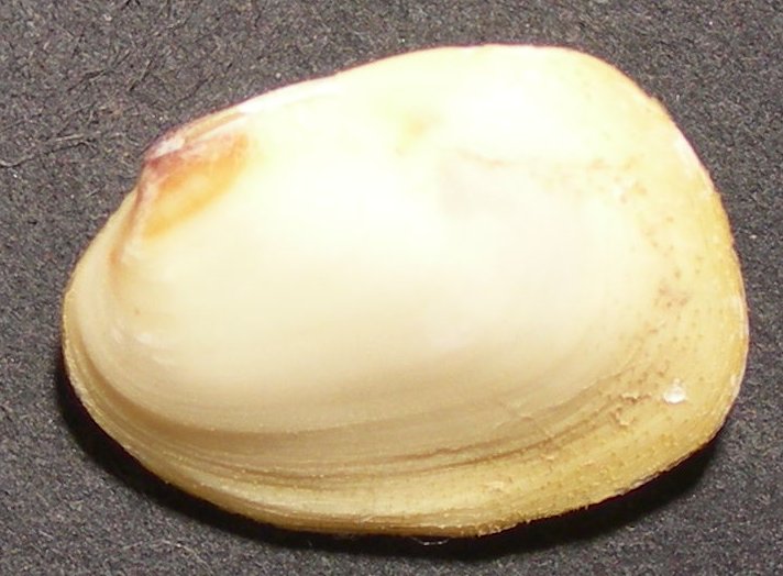 Coralliophaga lithopagella